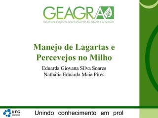 Unindo conhecimento em prol
Manejo de Lagartas e
Percevejos no Milho
Eduarda Giovana Silva Soares
Nathália Eduarda Maia Pires
 