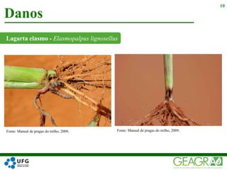Lagarta elasmo - Elasmopalpus lignosellus
Danos
10
Fonte: Manual de pragas do milho, 2009. Fonte: Manual de pragas do milho, 2009.
 