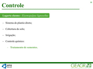 Lagarta elasmo - Elasmopalpus lignosellus
Controle
11
- Sistema de plantio direto;
- Cobertura do solo;
- Irrigação;
- Controle químico:
- Tratamento de sementes.
 