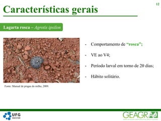 Lagarta rosca – Agrotis ipsilon
Características gerais
12
- Comportamento de “rosca”;
- VE ao V4;
- Período larval em torno de 20 dias;
- Hábito solitário.
Fonte: Manual de pragas do milho, 2009.
 