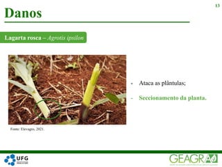 Lagarta rosca – Agrotis ipsilon
Danos
13
Fonte: Elevagro, 2021.
- Ataca as plântulas;
- Seccionamento da planta.
 