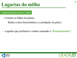 - Comem as folhas da planta;
- Reduz a área fotossintética e a produção de grãos;
- Lagartas que perfuram o colmo causando o “broqueamento”.
Lagartas do milho
15
Lagartas da parte aérea e colmo
 