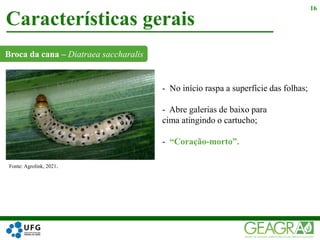 Broca da cana – Diatraea saccharalis
Características gerais
16
Fonte: Agrolink, 2021.
- No início raspa a superfície das folhas;
- Abre galerias de baixo para
cima atingindo o cartucho;
- “Coração-morto”.
 