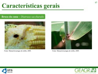 Broca da cana – Diatraea saccharalis
Características gerais
17
Fonte: Manual de pragas do milho, 2009. Fonte: Manual de pragas do milho, 2009.
 