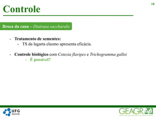 Broca da cana – Diatraea saccharalis
Controle
18
- Tratamento de sementes:
- TS da lagarta elasmo apresenta eficácia.
- Controle biológico com Cotesia flavipes e Trichogramma galloi
- É possível?
 