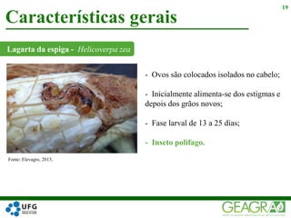 Lagarta da espiga - Helicoverpa zea
Características gerais
19
Fonte: Elevagro, 2015.
- Ovos são colocados isolados no cabelo;
- Inicialmente alimenta-se dos estigmas e
depois dos grãos novos;
- Fase larval de 13 a 25 dias;
- Inseto polífago.
 