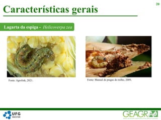 Lagarta da espiga - Helicoverpa zea
Características gerais
20
Fonte: Agrolink, 2021. Fonte: Manual de pragas do milho, 2009.
 