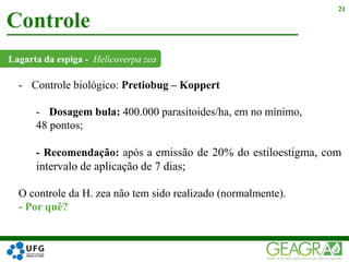 Lagarta da espiga - Helicoverpa zea
Controle
21
- Controle biológico: Pretiobug – Koppert
- Dosagem bula: 400.000 parasitoides/ha, em no mínimo,
48 pontos;
- Recomendação: após a emissão de 20% do estiloestigma, com
intervalo de aplicação de 7 dias;
O controle da H. zea não tem sido realizado (normalmente).
- Por quê?
 