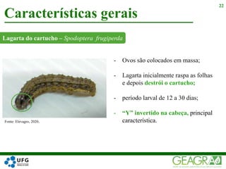 Lagarta do cartucho – Spodoptera frugiperda
Características gerais
22
Fonte: Elevagro, 2020.
- Ovos são colocados em massa;
- Lagarta inicialmente raspa as folhas
e depois destrói o cartucho;
- período larval de 12 a 30 dias;
- “Y” invertido na cabeça, principal
característica.
 
