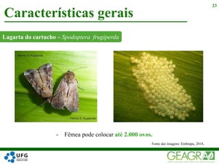 Lagarta do cartucho – Spodoptera frugiperda
Características gerais
23
- Fêmea pode colocar até 2.000 ovos.
Fonte das imagens: Embrapa, 2018.
 