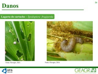 Lagarta do cartucho – Spodoptera frugiperda
Danos
24
Fonte: Elevagro, 2021. Fonte: Elevagro, 2016.
 
