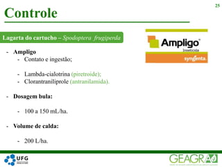Lagarta do cartucho – Spodoptera frugiperda
Controle
25
- Ampligo
- Contato e ingestão;
- Lambda-cialotrina (piretroide);
- Clorantraniliprole (antranilamida).
- Dosagem bula:
- 100 a 150 mL/ha.
- Volume de calda:
- 200 L/ha.
 