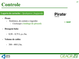 Lagarta do cartucho – Spodoptera frugiperda
Controle
27
- Pirate
- Sistêmico, de contato e ingestão:
- Clorfenapir (Análogo de pirazol)
- Dosagem bula:
- 0,50 – 0,75 L p.c./ha.
- Volume de calda:
- 300 - 400 L/ha.
 