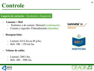 Lagarta do cartucho – Spodoptera frugiperda
Controle
28
- Lannate + Belt
- Sistêmico e de contato: Metomil (carbamato);
- Contato e ingestão: Flubendiamida (diamida).
- Dosagem bula:
- Lannate: 0,4 L/ha ou 86 g/ha;
- Belt: 100 – 150 mL/ha.
- Volume de calda:
- Lannate: 200 L/ha;
- Belt: 100 – 300L/ha.
 