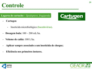 Lagarta do cartucho – Spodoptera frugiperda
Controle
29
- Cartugen
- Inseticida microbiológico (baculovirus).
- Dosagem bula: 100 – 200 mL/ha.
- Volume de calda: 100 L/ha.
- Aplicar sempre associado a um inseticida de choque;
- Eficiência nos primeiros instares.
 