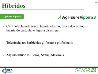Agrisure Viptera 3
Híbridos
30
- Controle: lagarta rosca, lagarta elasmo, broca do colmo,
lagarta do cartucho e lagarta da espiga;
- Tolerância aos herbicidas glifosato e glufosinato;
- Alguns híbridos: Feroz, Status, Maximus.
 