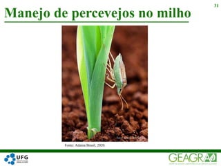 Manejo de percevejos no milho
31
Fonte: Adama Brasil, 2020.
 