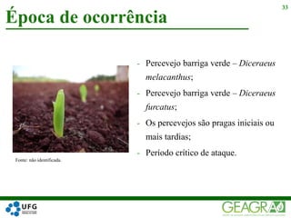 - Percevejo barriga verde – Diceraeus
melacanthus;
- Percevejo barriga verde – Diceraeus
furcatus;
- Os percevejos são pragas iniciais ou
mais tardias;
- Período crítico de ataque.
Época de ocorrência
33
Fonte: não identificada.
 