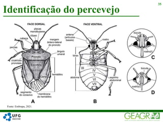 Identificação do percevejo
35
Fonte: Embrapa, 2021.
 