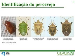 Identificação do percevejo
36
Fonte: Instituto Agro, 2018.
 