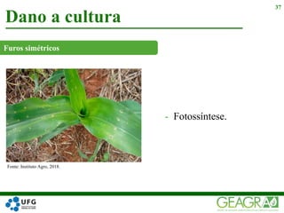 Dano a cultura
37
Fonte: Instituto Agro, 2018.
Furos simétricos
- Fotossíntese.
 