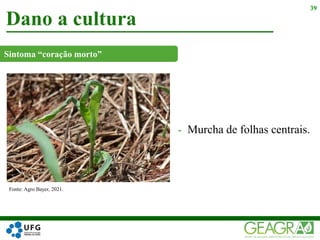 Dano a cultura
39
Fonte: Agro Bayer, 2021.
Sintoma “coração morto”
- Murcha de folhas centrais.
 