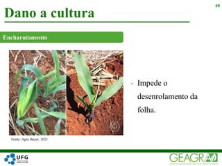 Dano a cultura
40
Fonte: Agro Bayer, 2021.
Encharutamento
- Impede o
desenrolamento da
folha.
 