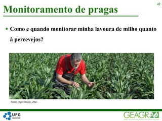  Como e quando monitorar minha lavoura de milho quanto
à percevejos?
Monitoramento de pragas
42
Fonte: Agro Bayer, 2021.
 