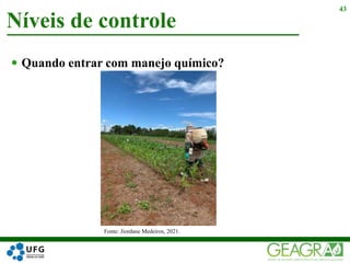  Quando entrar com manejo químico?
Níveis de controle
43
Fonte: Jiordane Medeiros, 2021.
 