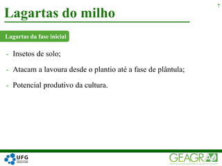 - Insetos de solo;
- Atacam a lavoura desde o plantio até a fase de plântula;
- Potencial produtivo da cultura.
Lagartas do milho
7
Lagartas da fase inicial
 