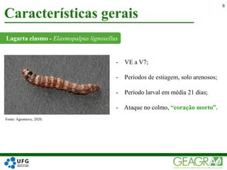 Lagarta elasmo - Elasmopalpus lignosellus
Características gerais
8
Fonte: Agromove, 2020.
- VE a V7;
- Períodos de estiagem, solo arenosos;
- Período larval em média 21 dias;
- Ataque no colmo, “coração morto”.
 