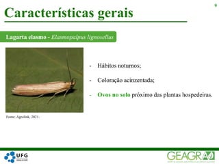 Lagarta elasmo - Elasmopalpus lignosellus
Características gerais
9
- Hábitos noturnos;
- Coloração acinzentada;
- Ovos no solo próximo das plantas hospedeiras.
Fonte: Agrolink, 2021.
 