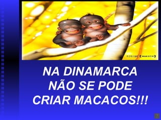 NA DINAMARCA NÃO SE PODE CRIAR MACACOS!!! 