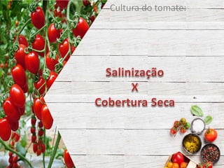 Cultura do tomate:
 
