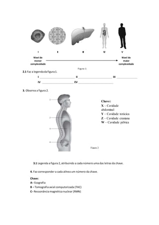 I II III IV V
Nível de
menor
complexidade
Nível de
maior
complexidade
Figura 1
2.1 Faz a legendadafigura1.
I _____________________________ II ____________________________ III _________________
IV __________________________ EV _____________________________
3. Observa a figura 2.
3.1 Legenda a figura 2, atribuindo a cada número uma das letras da chave.
4. Faz corresponder a cada alínea um número da chave.
Chave:
A– Ecografia
B – Tomografia axial computorizada (TAC)
C– Ressonância magnética nuclear (RMN)
Figura 2
Chave:
X – Cavidade
abdominal
Y – Cavidade torácica
Z – Cavidade craniana
W – Cavidade pélvica
 