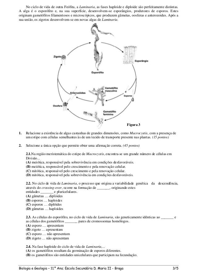 ciclos de vida exercicios ciclos de vida exercicios
