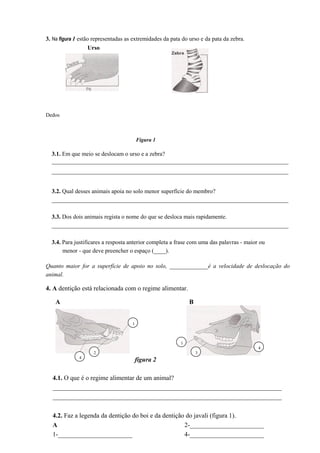 3. Na figura 1 estão representadas as extremidades da pata do urso e da pata da zebra.
Urso
Dedos
Figura 1
3.1. Em que meio se deslocam o urso e a zebra?
________________________________________________________________________________
________________________________________________________________________________
3.2. Qual desses animais apoia no solo menor superfície do membro?
________________________________________________________________________________
3.3. Dos dois animais regista o nome do que se desloca mais rapidamente.
________________________________________________________________________________
3.4. Para justificares a resposta anterior completa a frase com uma das palavras - maior ou
menor - que deve preencher o espaço (____).
Quanto maior for a superfície de apoio no solo, _____________é a velocidade de deslocação do
animal.
4. A dentição está relacionada com o regime alimentar.
A B
figura 2
4.1. O que é o regime alimentar de um animal?
_______________________________________________________________________
_______________________________________________________________________
4.2. Faz a legenda da dentição do boi e da dentição do javali (figura 1).
A
1-_______________________
2-_______________________
4-_______________________
1
4
2 3
1
4
 
