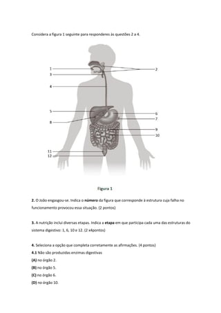 Considera a figura 1 seguinte para responderes às questões 2 a 4.
2. O João engasgou-se. Indica o número da figura que corresponde à estrutura cuja falha no
funcionamento provocou essa situação. (2 pontos)
3. A nutrição inclui diversas etapas. Indica a etapa em que participa cada uma das estruturas do
sistema digestivo: 1, 6, 10 e 12. (2 x4pontos)
4. Seleciona a opção que completa corretamente as afirmações. (4 pontos)
4.1 Não são produzidas enzimas digestivas
(A) no órgão 2.
(B) no órgão 5.
(C) no órgão 6.
(D) no órgão 10.
 