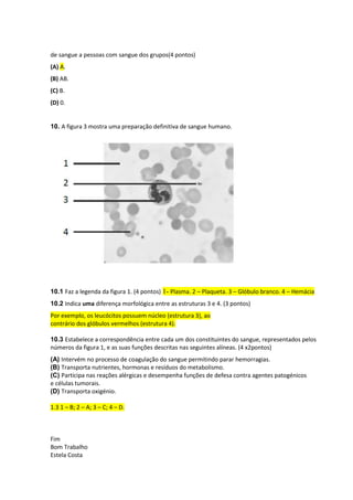 de sangue a pessoas com sangue dos grupos(4 pontos)
(A) A.
(B) AB.
(C) B.
(D) 0.
10. A figura 3 mostra uma preparação definitiva de sangue humano.
10.1 Faz a legenda da figura 1. (4 pontos) 1- Plasma. 2 – Plaqueta. 3 – Glóbulo branco. 4 – Hemácia
10.2 Indica uma diferença morfológica entre as estruturas 3 e 4. (3 pontos)
Por exemplo, os leucócitos possuem núcleo (estrutura 3), ao
contrário dos glóbulos vermelhos (estrutura 4).
10.3 Estabelece a correspondência entre cada um dos constituintes do sangue, representados pelos
números da figura 1, e as suas funções descritas nas seguintes alíneas. (4 x2pontos)
(A) Intervém no processo de coagulação do sangue permitindo parar hemorragias.
(B) Transporta nutrientes, hormonas e resíduos do metabolismo.
(C) Participa nas reações alérgicas e desempenha funções de defesa contra agentes patogénicos
e células tumorais.
(D) Transporta oxigénio.
1.3 1 – B; 2 – A; 3 – C; 4 – D.
Fim
Bom Trabalho
Estela Costa
 