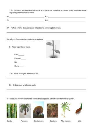 2.3 - Utilizando a chave dicotómica que te foi fornecida, classifica as raízes. Indica os números que
   seguiste para encontrar o nome.

A - ____________________________________ B - _______________________________________

C - ____________________________________ D - _______________________________________



2.4 – Refere o nome de duas raízes utilizadas na alimentação humana.

___________________________________________________________________________________



3 – A figura 3 representa o caule de uma planta.



   3.1 Faz a legenda da figura.



          Colo ______

          Entrenó _____

          Nó ____

          Gema ____



   3.2 – A que dá origem a formação 2?

___________________________________________________________________________________



   3.3 – Indica duas funções do caule.

___________________________________________________________________________________
___________________________________________________________________________________



4 – Os caules podem variar entre si em vários aspectos. Observa atentamente a figura 4.




Bambu             Palmeira         Castanheiro         Batateira      Alho francês           Lírio
 