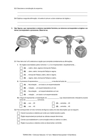 TERRA VIVA • Ciências Naturais • 6.º ano • Material fotocopiável • © Santillana
2.3 Descreve a constituição do esperma.
________________________________________________________________________________
________________________________________________________________________________
2.4 Explica a seguinte afirmação: «A uretra é comum a dois sistemas de órgãos.»
________________________________________________________________________________
________________________________________________________________________________
3. Nas figuras, que representam o sistema reprodutor feminino, os números correspondem a órgãos e as
letras correspondem a processos. Observa-as.
3.1 Nos itens de I a III, seleciona a opção que completa corretamente as afirmações.
I. Os órgãos assinalados pelos números 1, 2, 3 e 4 representam, respetivamente,…
(A) … ovário, útero, vagina e trompa de Falópio.
(B) … útero, ovário, trompa de Falópio e vagina.
(C) … trompa de Falópio,ovário, útero e vagina.
(D) … vagina, útero, trompa de Falópio e ovário.
II. O processo A representa a _______________ e resulta da fusão de _______________.
(A) … fecundação … um óvulo e um espermatozoide
(B) … nidação … um espermatozoide e um ovo
(C) … fecundação … um espermatozoide e um ovo
(D) … nidação … um óvulo e um espermatozoide
III. A figura B representa a implantação do _____________, cujo desenvolvimento intrauterino durará
cerca de _____________ semanas.
(A) … ovo … 20 (C) … embrião … 20
(B) … ovo … 40 (D) … embrião … 40
3.2 Faz corresponder um dos números da figura a cada uma das descrições que se seguem.
Canal musculoso e elástico por onde sai o bebé durante o parto.
Órgão responsável por produzir as células sexuais femininas.
Canais que estabelecem a comunicação entre os ovários e o útero.
Órgão musculoso e elástico onde se desenvolve o embrião.
 