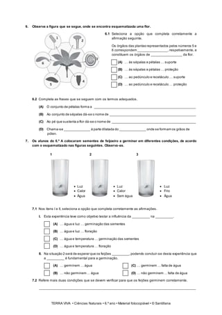 TERRA VIVA • Ciências Naturais • 6.º ano • Material fotocopiável • © Santillana
6. Observa a figura que se segue, onde se encontra esquematizada uma flor.
6.1 Seleciona a opção que completa corretamente a
afirmação seguinte.
Os órgãos das plantas representados pelos números 5 e
6 correspondem ________________, respetivamente, e
constituem os órgãos de ________________ da flor.
(A) … às sépalas e pétalas … suporte
(B) … às sépalas e pétalas … proteção
(C) … ao pedúnculo e recetáculo … suporte
(D) … ao pedúnculo e recetáculo … proteção
6.2 Completa as frases que se seguem com os termos adequados.
(A) O conjunto de pétalas forma a ____________________________________________________
(B) Ao conjunto de sépalas dá-se o nome de ____________________________________________
(C) Ao pé que sustenta a flor dá-se o nome de ___________________________________________
(D) Chama-se ______________ à parte dilatada do ______________ onde se formam os grãos de
pólen.
7. Os alunos do 6.º A colocaram sementes de feijoeiro a germinar em diferentes condições, de acordo
com o esquematizado nas figuras seguintes. Observa-as.
1
 Luz
 Calor
 Água
2
 Luz
 Calor
 Sem água
3
 Luz
 Frio
 Água
7.1 Nos itens I e II, seleciona a opção que completa corretamente as afirmações.
I. Esta experiência teve como objetivo testar a influência da _________ na _________.
(A) … água e luz … germinação das sementes
(B) … água e luz … floração
(C) … água e temperatura … germinação das sementes
(D) … água e temperatura … floração
II. Na situação 2 será de esperar que os feijões _________,podendo concluir-se desta experiência que
a _________ é fundamental para a germinação.
(A) … germinem … água (C) … germinem … falta de água
(B) … não germinem … água (D) … não germinem … falta de água
7.2 Refere mais duas condições que se devem verificar para que os feijões germinem corretamente.
________________________________________________________________________________
 