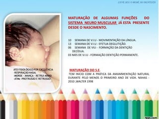 LEVE SEU O BEBÊ AO DENTISTA
MATURAÇÃO DE ALGUMAS FUNÇÕES DO
SISTEMA NEURO MUSCULAR JÁ ESTA PRESENTE
DESDE O NASCIMENTO.
10 SEMANA DE V.I.U - MOVIMENTAÇÃO DA LÍNGUA.
13 SEMANA DE V.I.U - EFETUA DEGLUTIÇÃO.
06 SEMANA DE VIU - FORMAÇÃO DA DENTIÇÃO
DECÍDUA.
03 MêS DE V.I.U - FORMAÇÃO DENTIÇÃO PERMANENTE.
MATURAÇÃO DO S.E.
TEM INICIO COM A PRÁTICA DA AMAMMENTAÇÃO NATURAL
DURANTE PELO MENOS O PRIMEIRO ANO DE VIDA. NAHAS -
2010 ;WALTER 1998
 