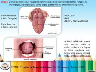 LEVE SEU O BEBÊ AO DENTISTA
NETTER, F. H. Atlas de Anatomia Humana. 2ed. Porto Alegre: Artmed, 2000.
Parte Posterior
( Raiz( faringea))
Parte Anterior
( Ápice e Corpo)
Língua: É um orgão muscular revestido por mucosa e que exerce importantes funções na
mastigação, na deglutição, como órgão gustativo e na articulação da palavra.
-MUCOSA -
-RAIZ
-ÁPICE – FACE ANTERIOR
-A FACE INFERIOR: possui
uma mucosa entre o
soalho da boca e a língua
na linha mediana que
forma uma prega vertical
nítida, o frênulo da língua.
 