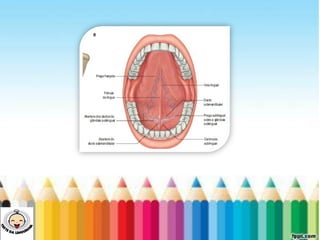 LEVE SEU O BEBÊ AO DENTISTA
 