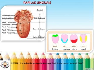 LEVE SEU O BEBÊ AO DENTISTA
PAPILAS LINGUAIS
NETTER, F. H. Atlas de Anatomia Humana. 2ed. Porto Alegre: Artmed, 2000.
 
