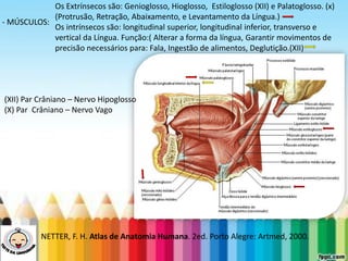 LEVE SEU O BEBÊ AO DENTISTA
- MÚSCULOS:
NETTER, F. H. Atlas de Anatomia Humana. 2ed. Porto Alegre: Artmed, 2000.
Os Extrínsecos são: Genioglosso, Hioglosso, Estiloglosso (XII) e Palatoglosso. (x)
(Protrusão, Retração, Abaixamento, e Levantamento da Língua.)
Os intrínsecos são: longitudinal superior, longitudinal inferior, transverso e
vertical da Língua. Função:( Alterar a forma da língua, Garantir movimentos de
precisão necessários para: Fala, Ingestão de alimentos, Deglutição.(XII)
(XII) Par Crâniano – Nervo Hipoglosso
(X) Par Crâniano – Nervo Vago
 