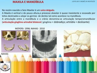 LEVE SEU O BEBÊ AO DENTISTA
No recém-nascido o Seio Maxilar é um sulco delgado.
A Maxila é vertical e de pouca altura,o processo alveolar é quase inexistente e escavado por
leitos destinados a alojar os germes de dentes tal como acontece na mandibula.
A articulação entre a mandíbula e o crânio denomina-se articulação temporomandibular
(articulação gínglimo artrodial bilateral ( gínglimo = dobradiço; artródia = deslizante)
NAHAS
MAXILA E MANDÍBULA
MOYERS- 1998; NAHAS - 2010
 