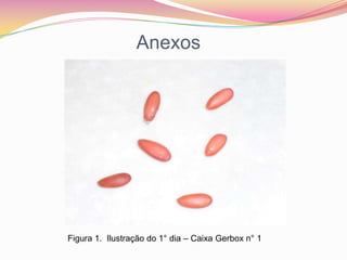 AnexosFigura 1.  Ilustração do 1° dia – Caixa Gerbox n° 1