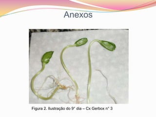 AnexosFigura 2. Ilustração do 9° dia – Cx Gerbox n° 3